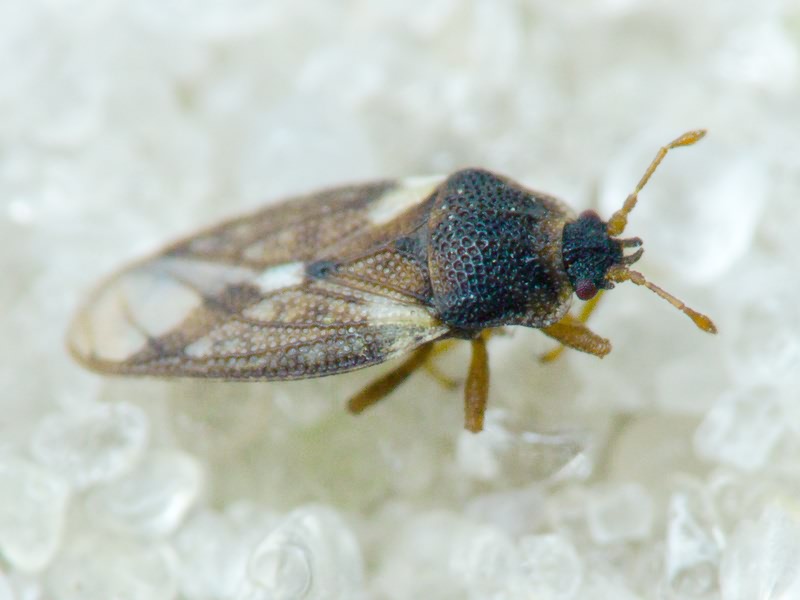 Piesma capitatum (Wolff, 1804)